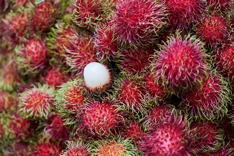 How to grow rambutan – Agriculture Monthly.
